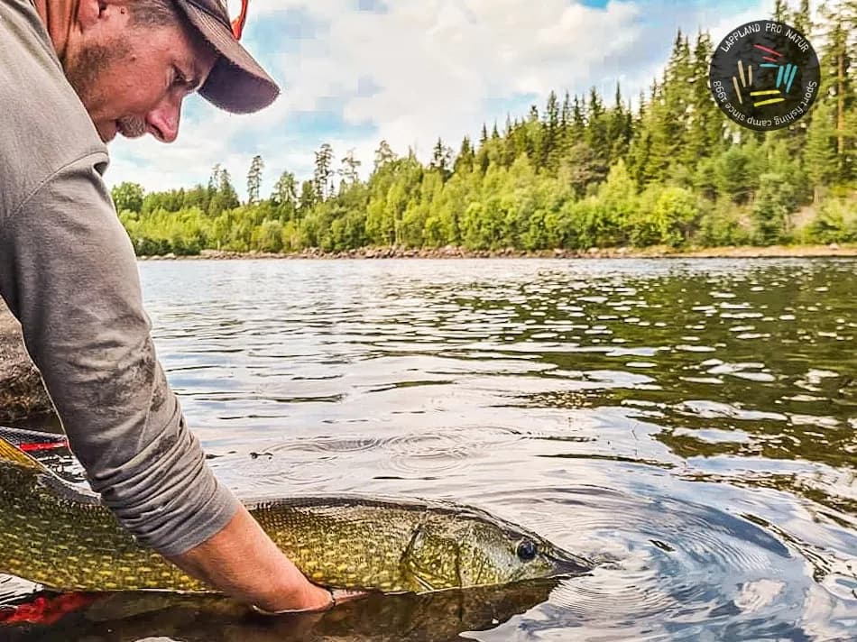 Brochet remis à l'eau